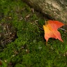 D700 White Balance & Exposure Tests